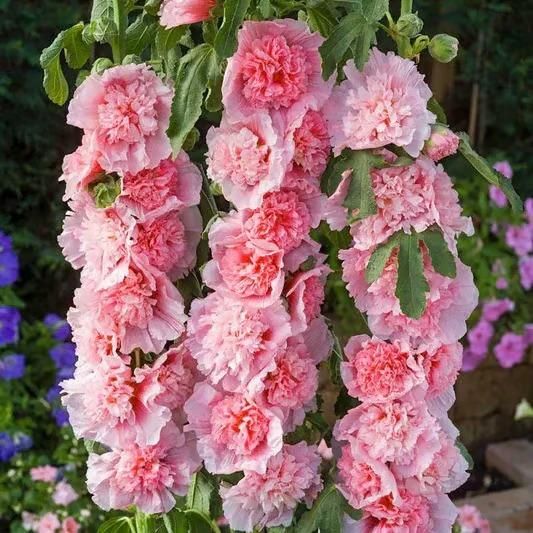 Colourful Hollyhock Seeds