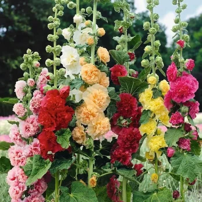 Colourful Hollyhock Seeds