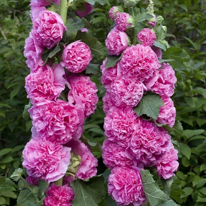 Colourful Hollyhock Seeds