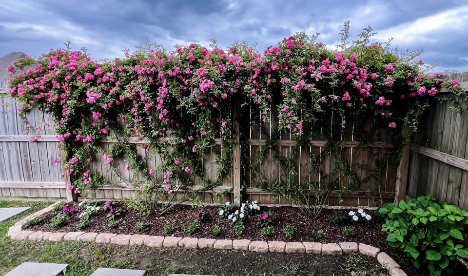 Climbing Rose Flower Seeds