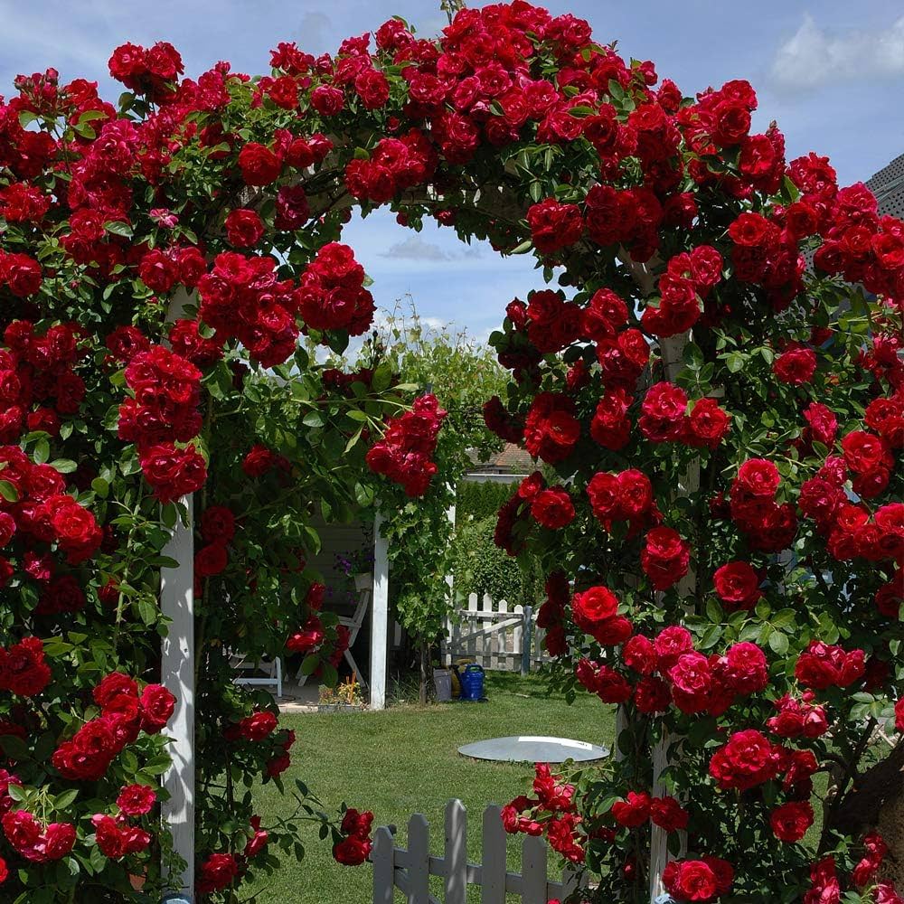 Climbing Rose Flower Seeds