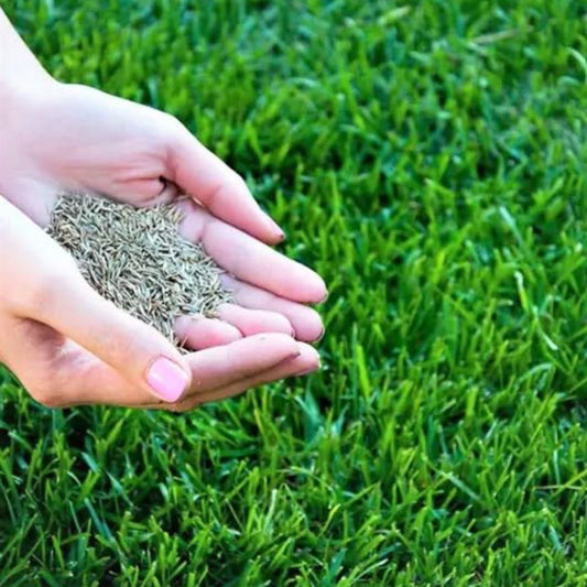 Soft and Beautiful Hybrid Grass Seeds