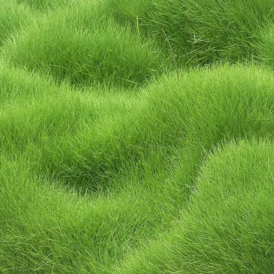 Soft and Beautiful Hybrid Grass Seeds