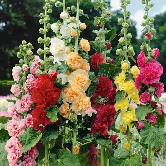 Colourful Hollyhock Seeds