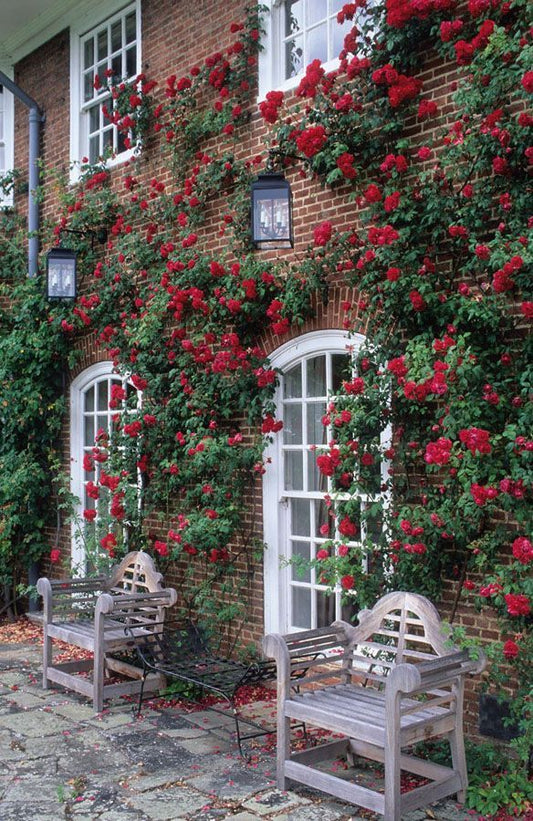 Climbing Rose Flower Seeds