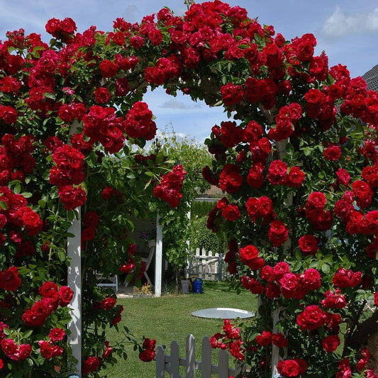 Climbing Rose Flower Seeds
