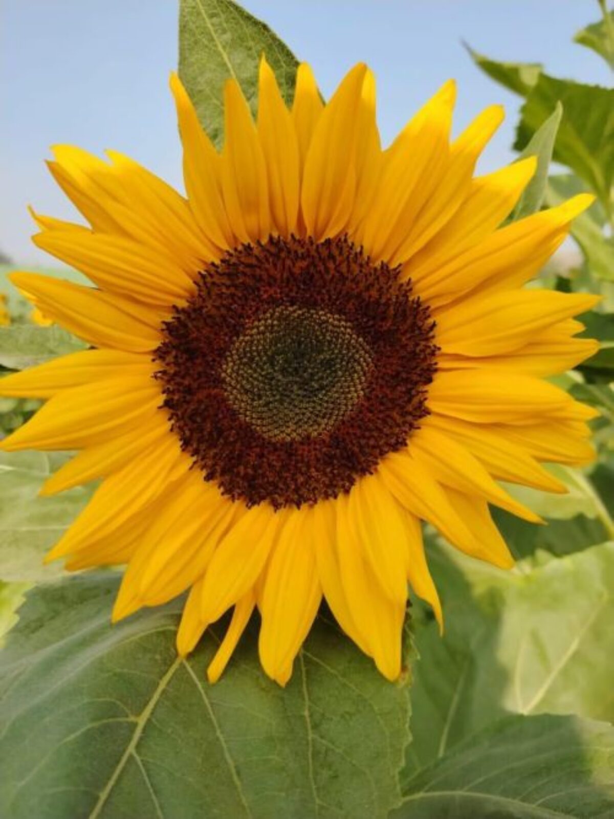 Sunflower Organic Seeds