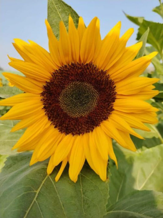 Sunflower Organic Seeds